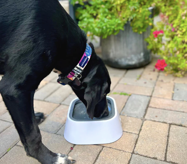 Anti Splash Pet Floating Water Bowl